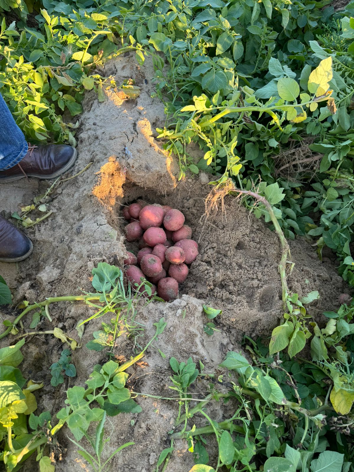 Fresh Vegetables