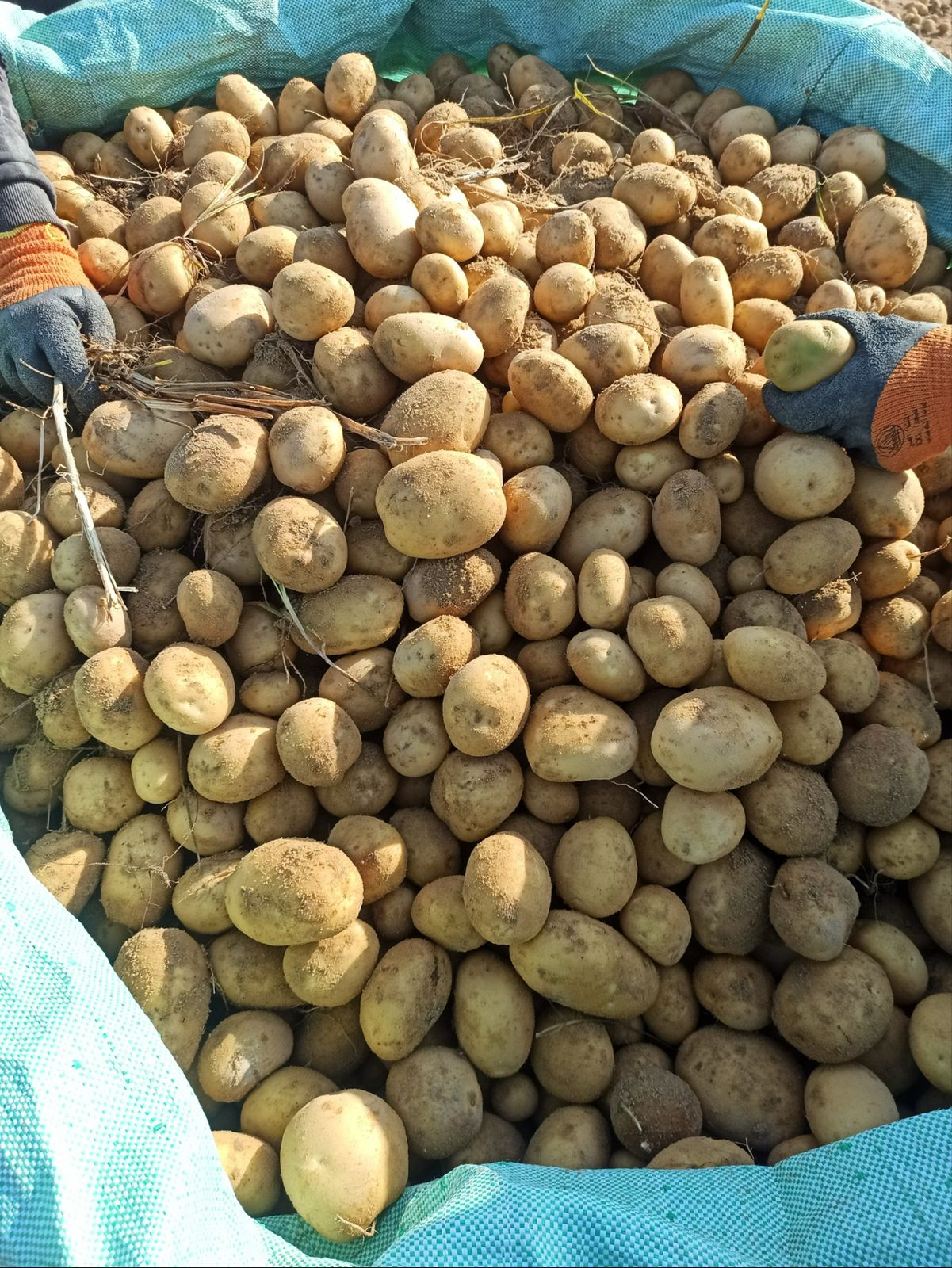 Export Process