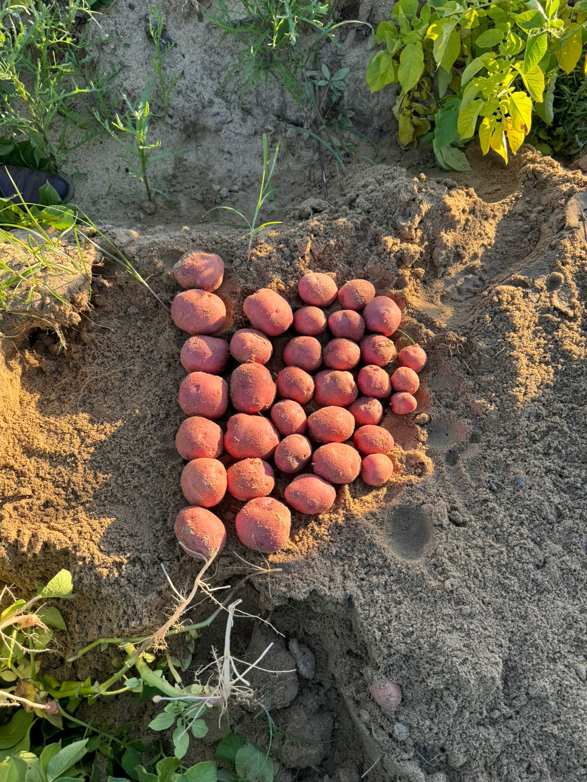 Fresh Fruits