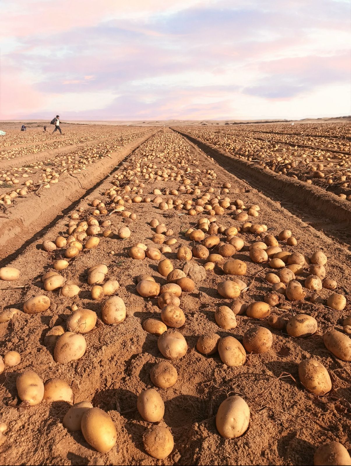 Egyptian Potatoes
